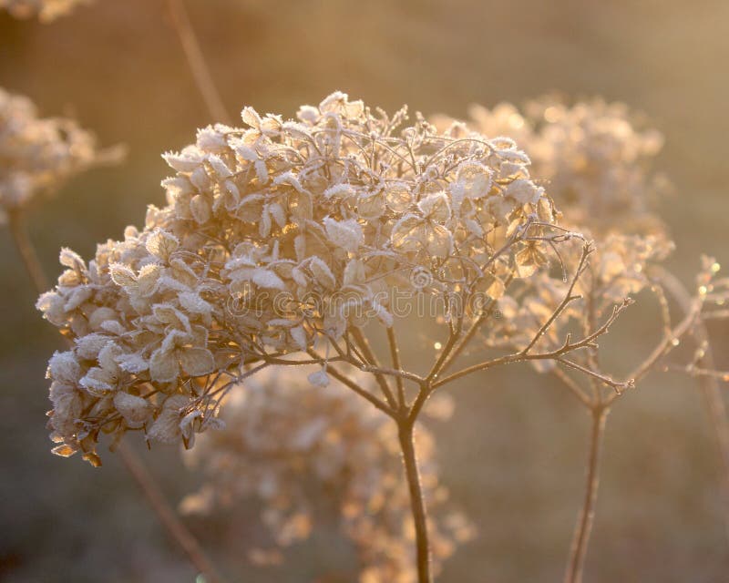 Hortensj arborescens Annabelle obrazy royalty free Hortensj arborescens Annabelle obrazy royalty free