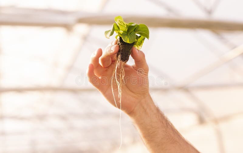 Horticultor masculin fără aspect de cultură care prezintă semințe de lăptucă în hambar royalty free stock photos