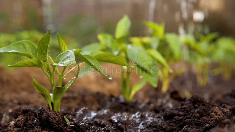 Horticultura. gotas de regadío cultivo de huertos cultivo de plantas jóvenes de cultivo de verduras de huerta de agua almacen de metraje de vídeo