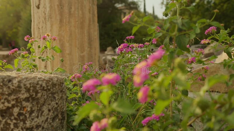 Horticulture de mauvaises herbes et sur des ruines de la construction abandonnée, construction de décomposition banque de vidéos