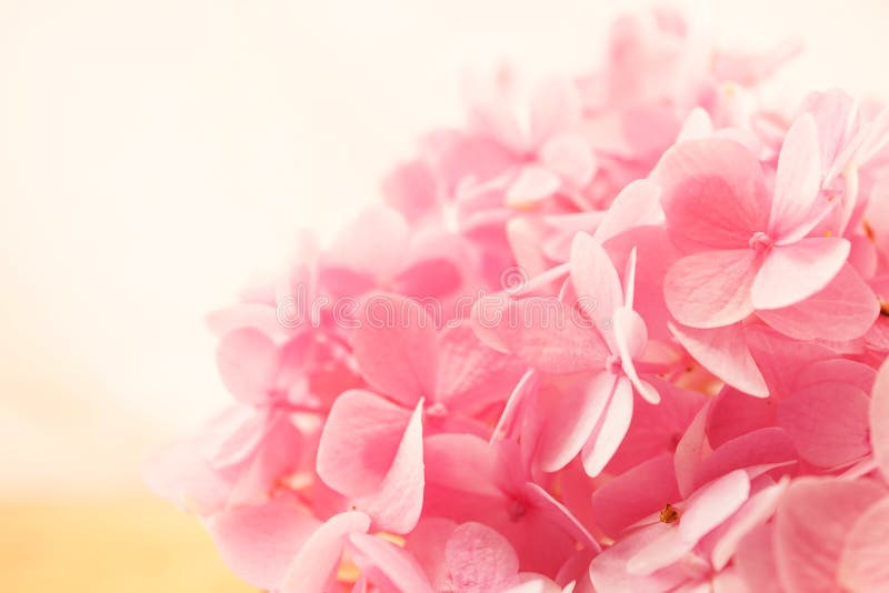 Hortênsias rosa-claro num cesto fotos de stock royalty free