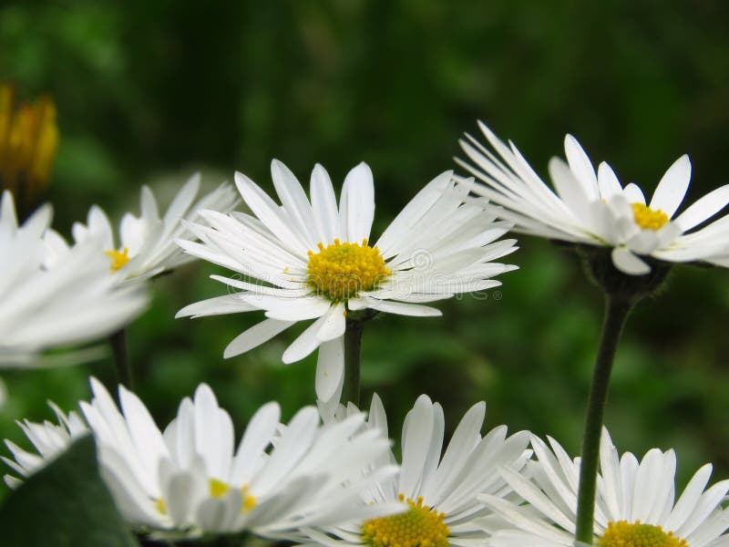 Horyzontalny widok stokrotka kwitnie na ciemnozielonym zamazanym tle Bellis perennis Wiosny lata bia?y kwiat zdjęcia stock Horyzontalny widok stokrotka kwitnie na ciemnozielonym zamazanym tle Bellis perennis Wiosny lata bia?y kwiat zdjęcia stock
