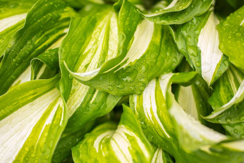 Host plant close-up, raindrops on the leaves of the host stock photography Host plant close-up, raindrops on the leaves of the host stock photography