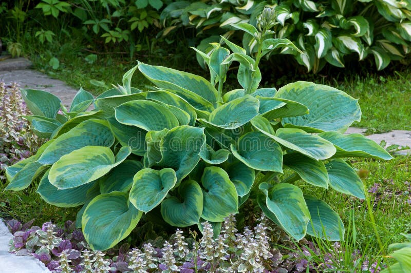 Hosta stock photo. Image of shadow, colored, plant, selected - 15610446