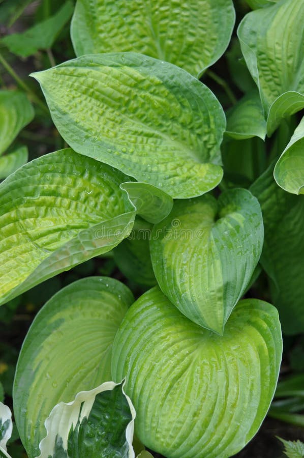 Hosta paradygmat obraz stock Hosta paradygmat obraz stock