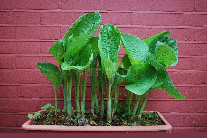 Hosta plant