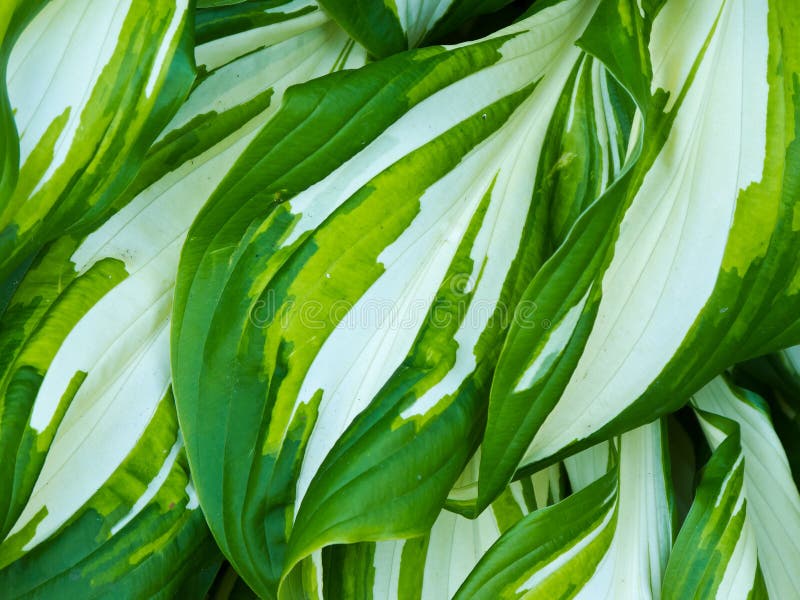 Hosta plant stock photo Hosta plant stock photo