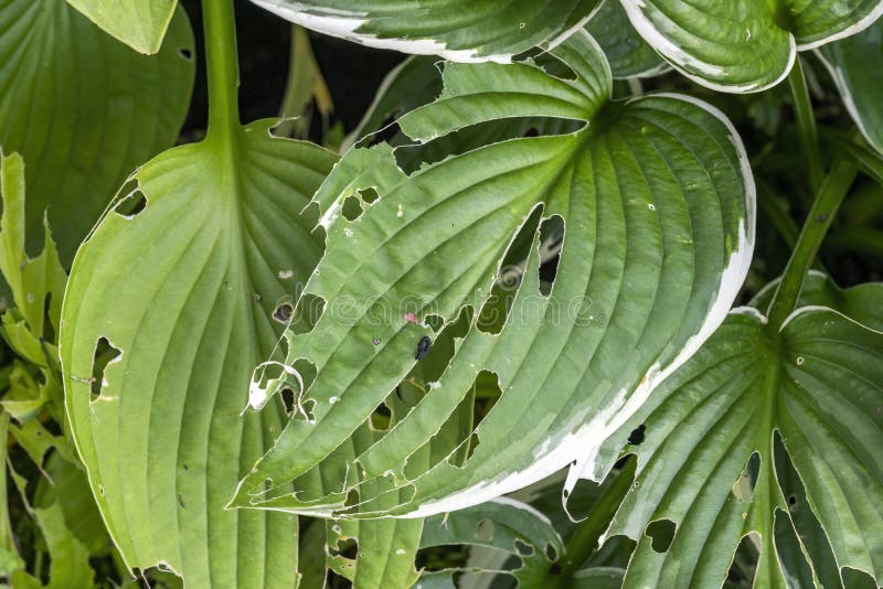 Hosta plant with snail and slug damage