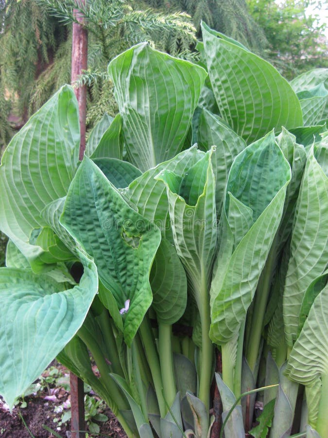 Hosta& X27;s And Elephant Ears In Colorful Garden Of Zinnias Stock