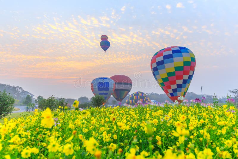 Hot Air Balloons Flying Over Flower Field with Sunrise at Chiang Rai ...