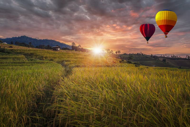 Hot Air Balloons Flying on Rice Field in Sunset Stock Photo Image of