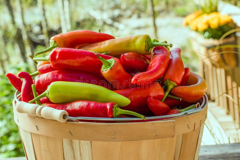 Hot banana peppers in basket