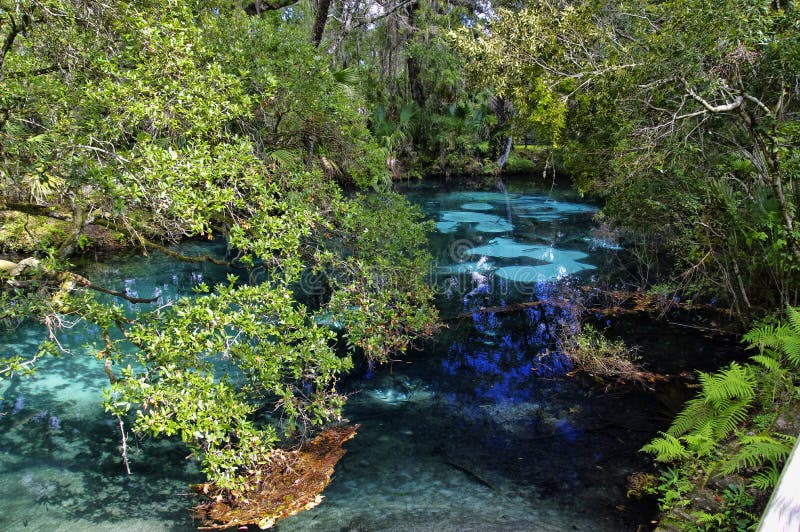 The hot blue and emerald geothermal pools. Juniper Springs Florida. stock photo The hot blue and emerald geothermal pools. Juniper Springs Florida. stock photo