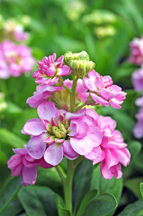 Hot cake pink flower stock photo. Image of beautiful 33423580