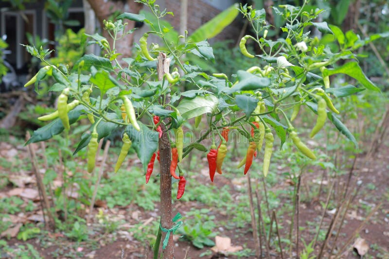 Hot Cayenne Pepper Chilli Look so Fresh Stock Image Image of cayenne
