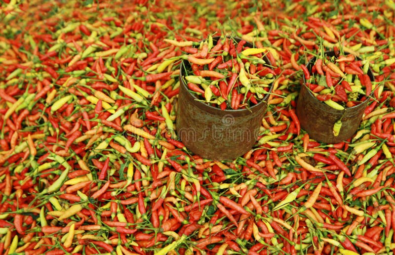 Hot chili stock image. Image of green, chili, herbs, sale 13011437