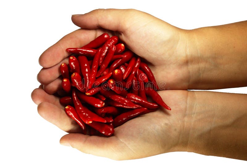 Hot Chili Peper in the Hands Stock Photo Image of appetizer, ripe