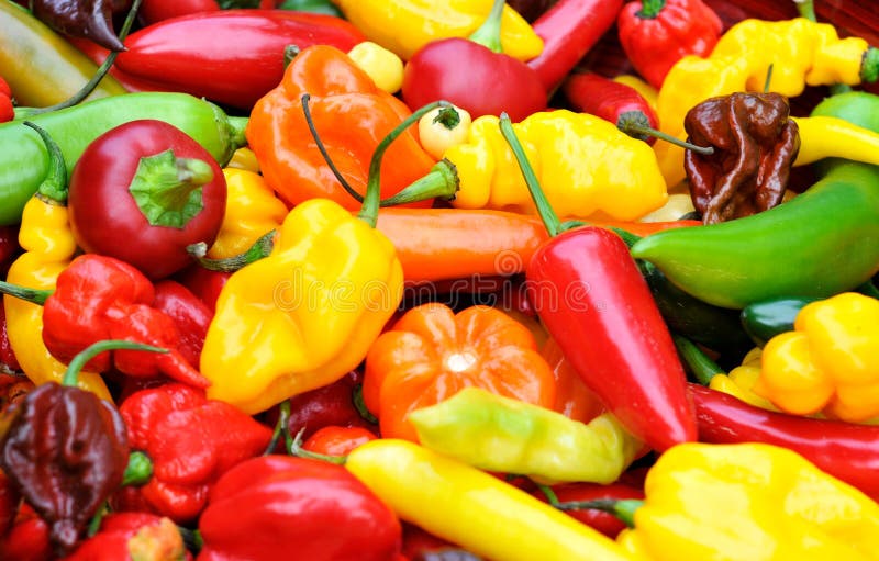 Hot chili peppers. A colorfull mix of the freshest and hottest chili peppers of the world stock images