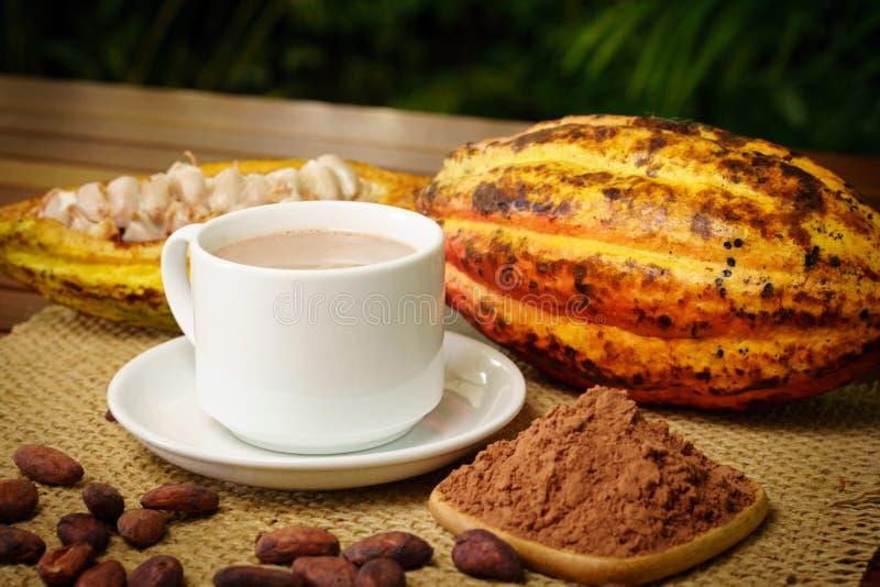 Hot Chocolate Drink, Raw Cocoa Fruit, Cacao Beans, Powder Stock Photo