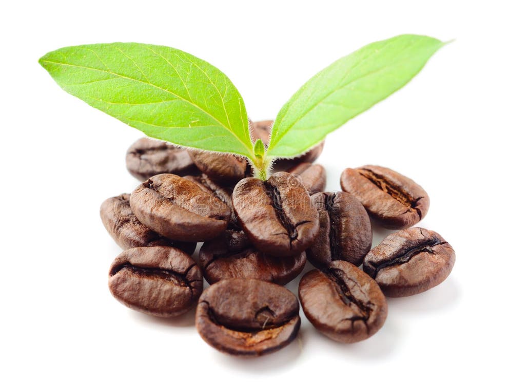 Coffee stock image. Image of flora, border, design, agriculture - 15587501