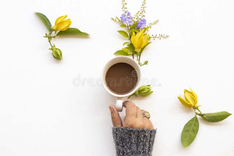 Hot coffee with yellow flowers ylang ylang of lifestyle arrangement flat lay postcard style. Hand of woman Hot coffee with yellow flowers ylang ylang of stock photos Hot coffee with yellow flowers ylang ylang of lifestyle arrangement flat lay postcard style. Hand of woman Hot coffee with yellow flowers ylang ylang of stock photos