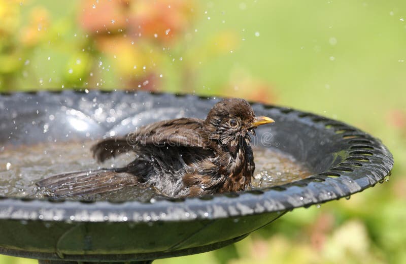 Hot female Blackbird cooling down