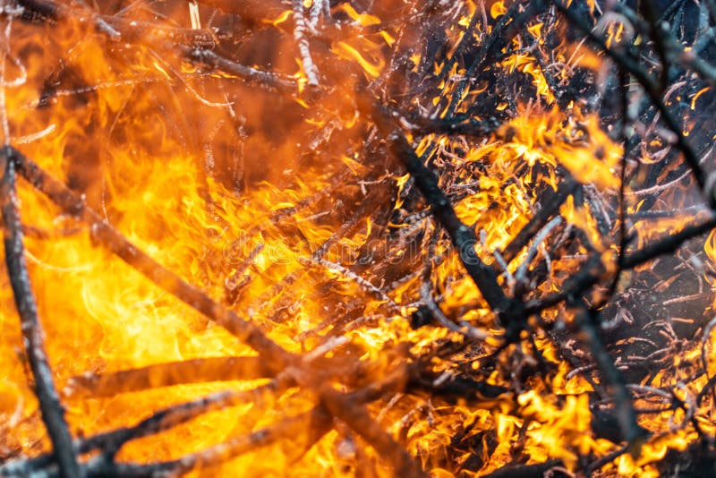 Hot Fire Burning the Forest the Concept of the Environment. Fire Kills Everything in Its Path