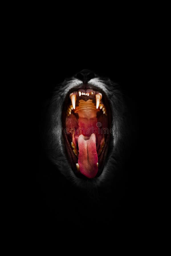 Hot open lion`s mouth lioness, big cat isolated on black background The huge gluttonous mouth is wide open, tongue and fangs