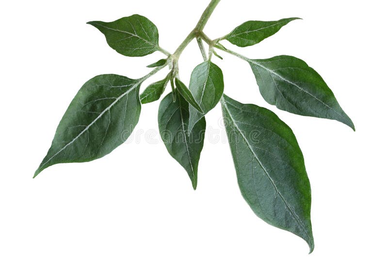 Hot pepper Leaf stock photo. Image of seasonal, axil 62326276