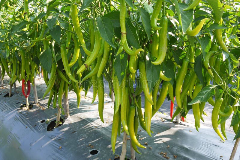 Hot pepper plant