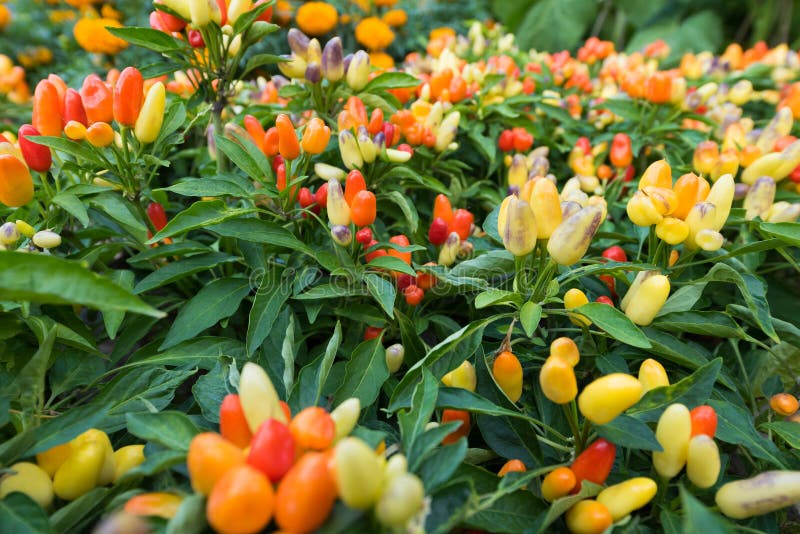 Hot pepper plants stock image. Image of gardening, green 68652563
