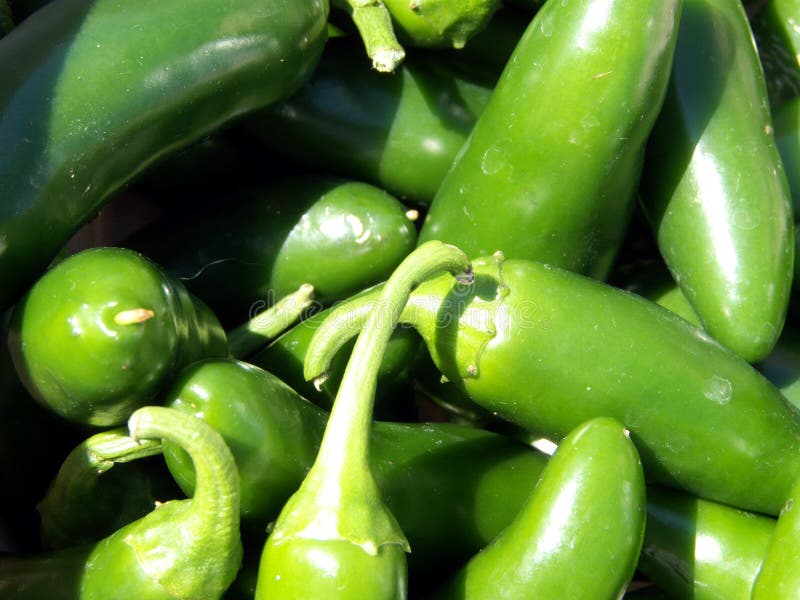 Mexican Jalapeno Chili Peppers Stock Image Image of green, peppers