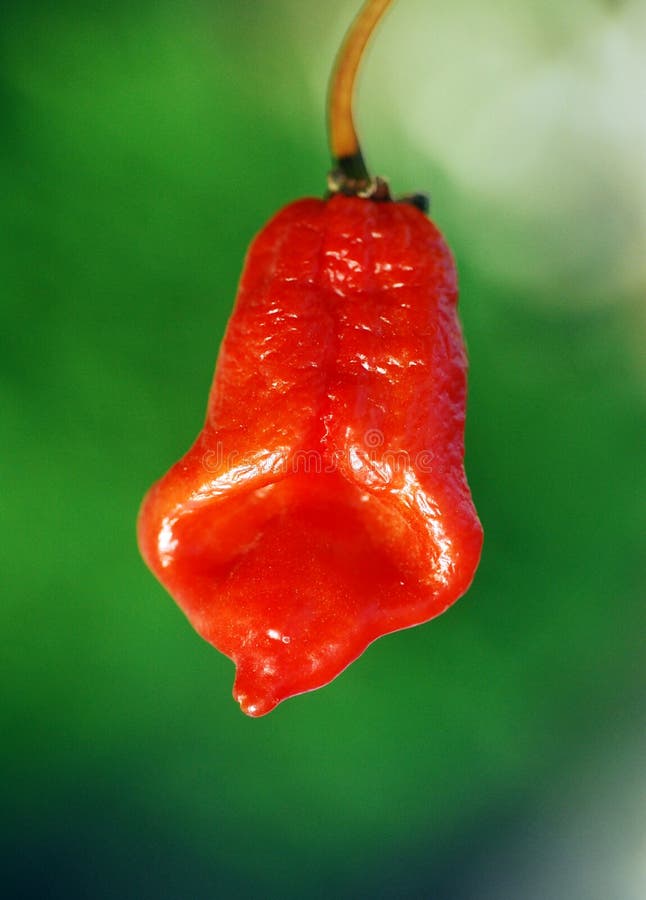 Hot peppers ghost. stock photo. Image of organic, chili 44476550
