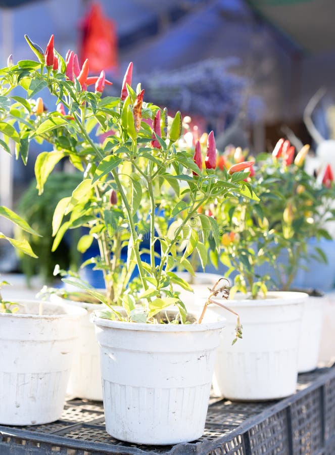 Red hot peppers for sale stock image. Image of asian 163885083