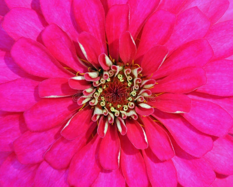 Hot Pink stock photo. Image of flower, flora, blossom - 28506578