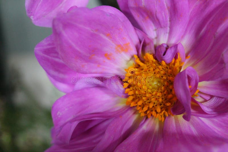 Hot Pink Flower with Orange Center stock photography Hot Pink Flower with Orange Center stock photography