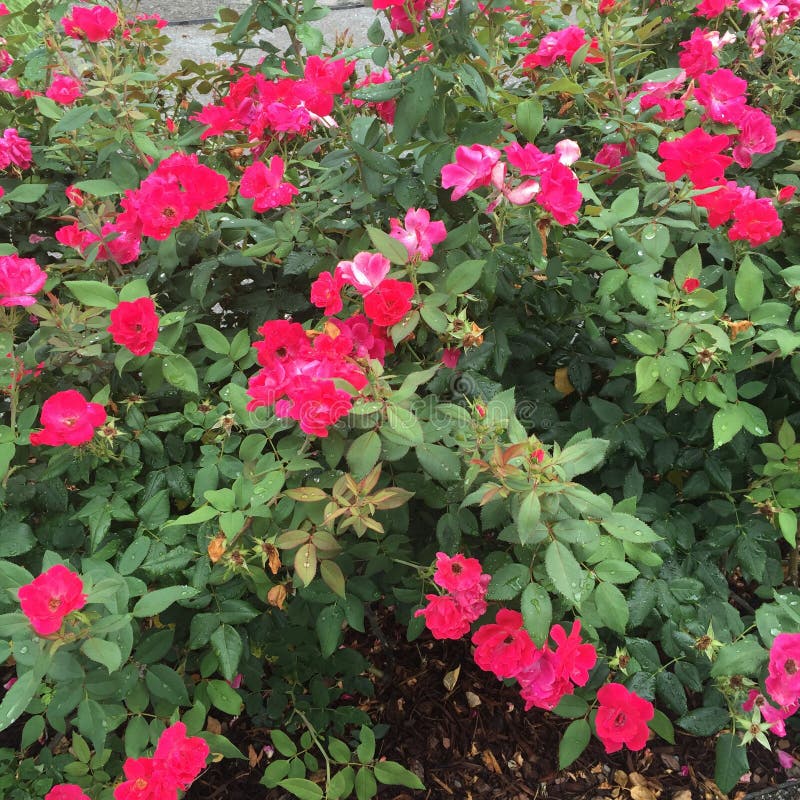 Hot pink flowers stock photo. Image of pink, shrubbery 74386402