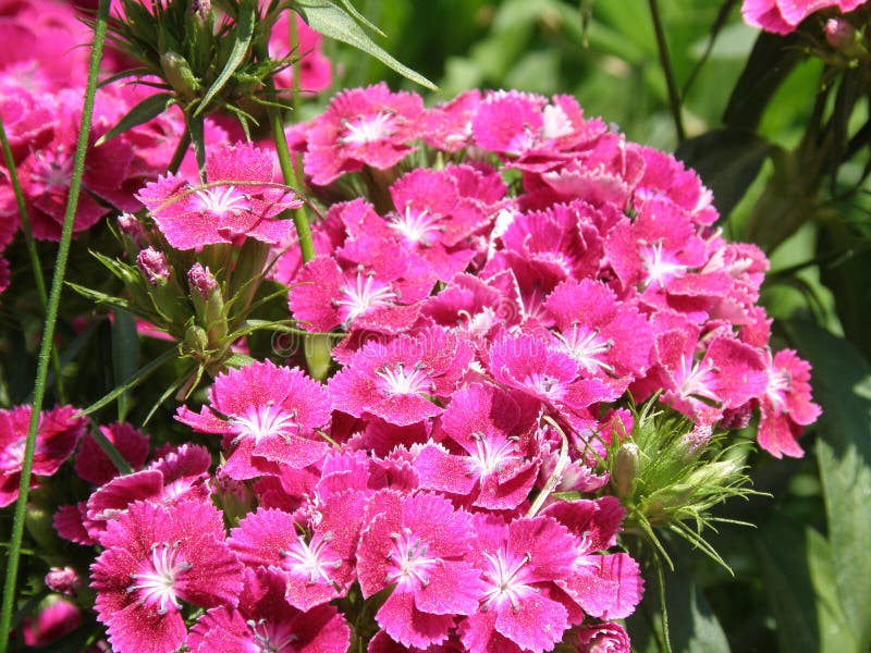 Blooming garden with hot pink sweet William Flowers in bloom. Blooming garden with hot pink sweet William Flowers in bloom.