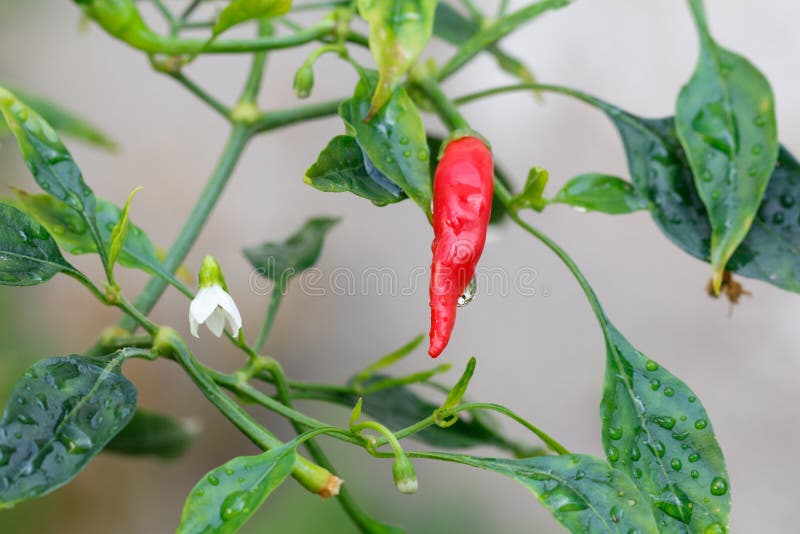 Hot Red Chili Pepper Growing Stock Image Image of sauce, gourmet