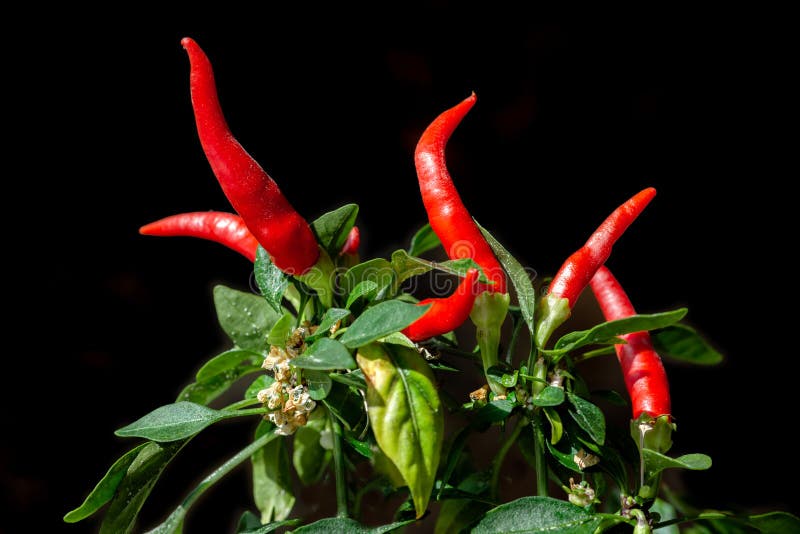 Bright hot red chili peppers growin on the bush