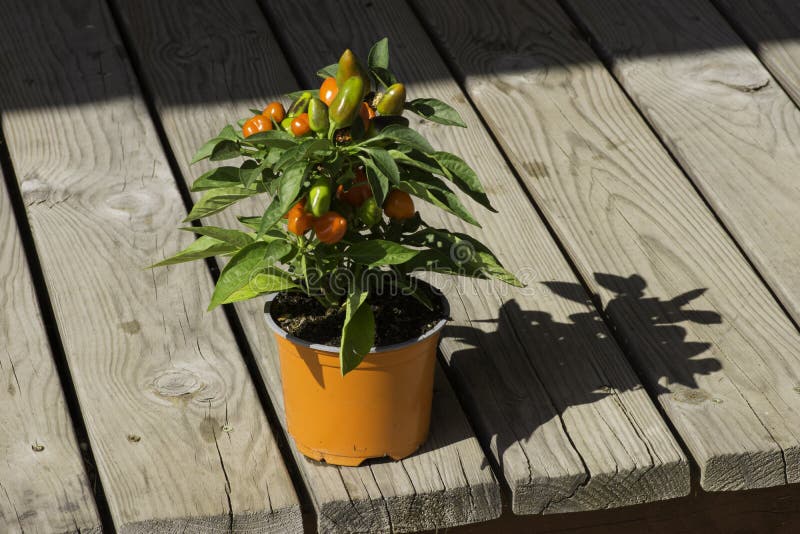 Hot red pepper plant growing in a pot. Spicy red Fresh chilli peppers