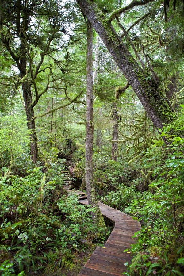 Hot Springs Cove Rainforest royalty free stock photo Hot Springs Cove Rainforest royalty free stock photo