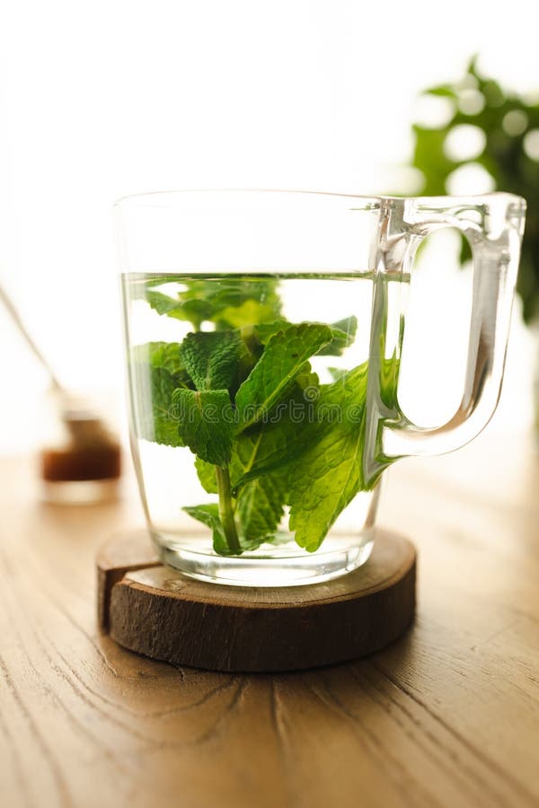 Hot Tea with Fresh Mint Leaves Stock Photo Image of antioxidant