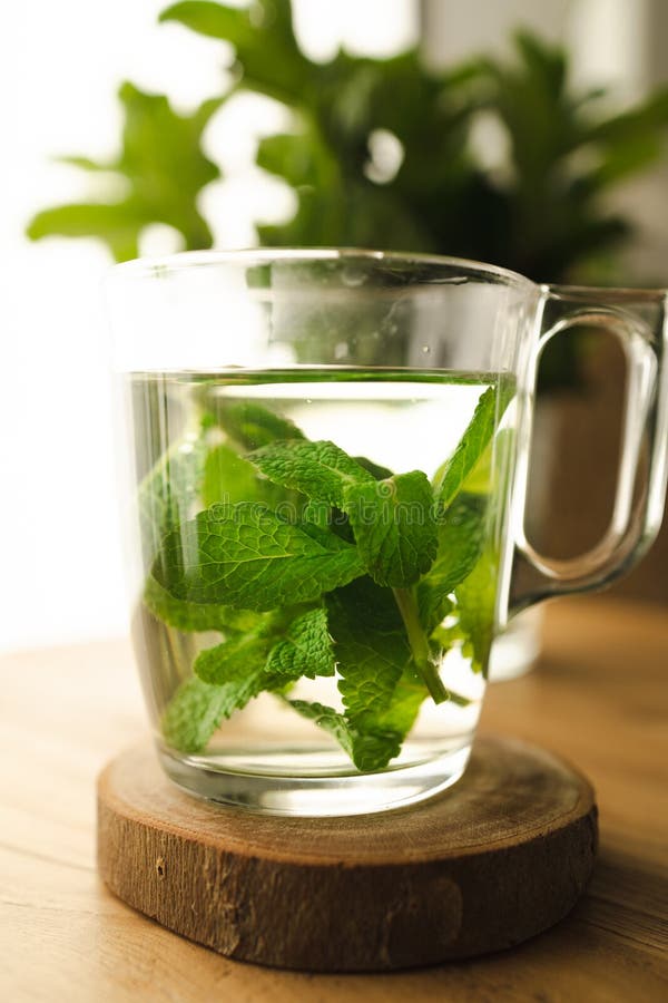 Hot Tea with Fresh Mint Leaves Stock Image Image of plant, soil