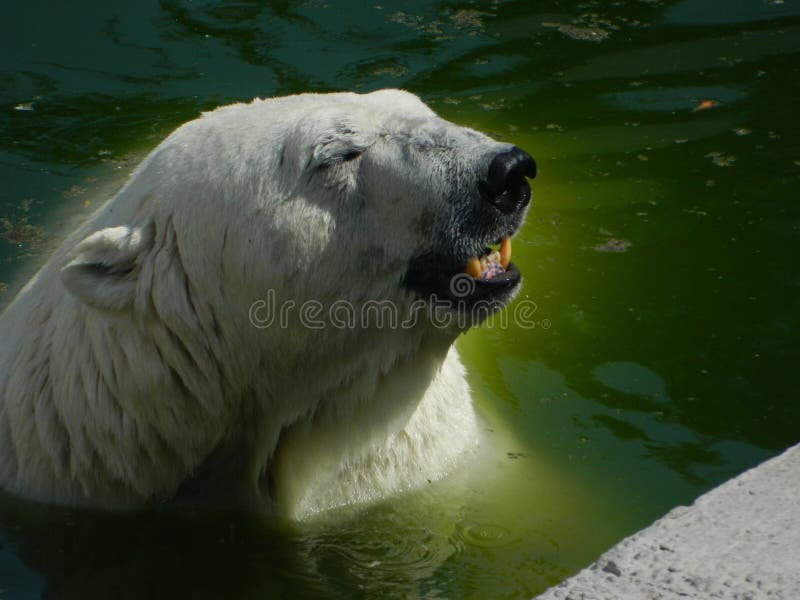 Orso bianco estivo in acqua.