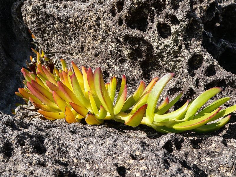 Hottentots Fig Edulis Carpobrotus Stock Foto Image of eetbaar, tapijt