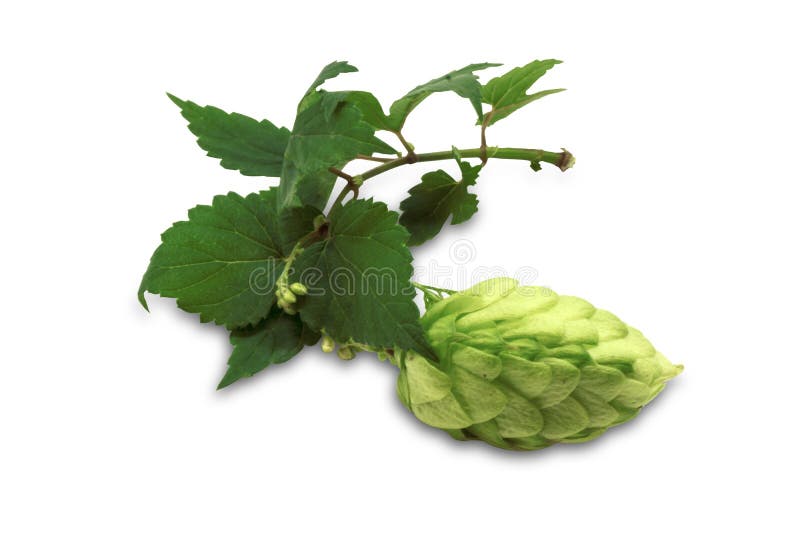 Houblon en cônes mûr (lupulus de Humulus) photo libre de droits Houblon en cônes mûr (lupulus de Humulus) photo libre de droits
