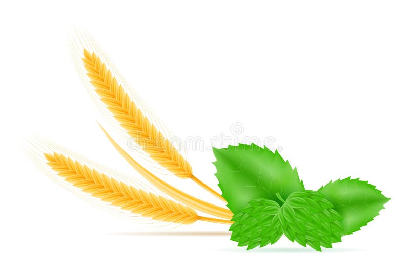 Houblon et ingrédients de blé pour faire l'illustration de vecteur de bière illustration de vecteur Houblon et ingrédients de blé pour faire l'illustration de vecteur de bière illustration de vecteur
