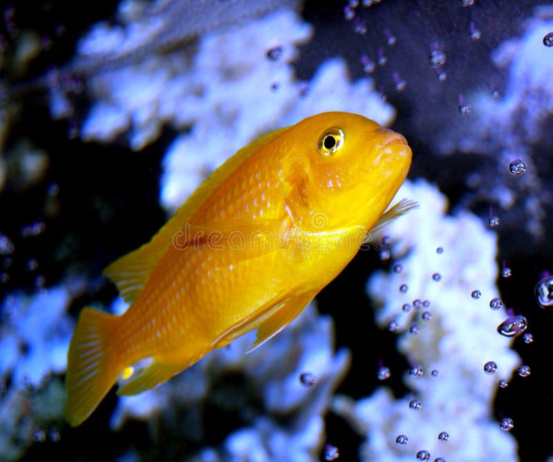 This is a male African Kenyi Cichlid. He has dropped all of the blue color that they are born with and he has even dropped his stripes. Dropping the stripes is a characteristic that I have never seen in any Kenyi except this one. Aint He Gorgeous?. This is a male African Kenyi Cichlid. He has dropped all of the blue color that they are born with and he has even dropped his stripes. Dropping the stripes is a characteristic that I have never seen in any Kenyi except this one. Aint He Gorgeous?