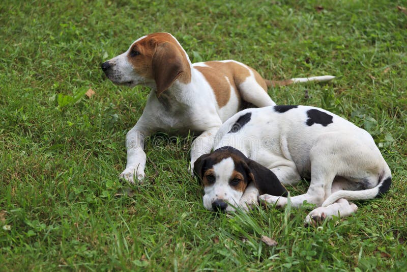 Hound Dog Puppies stock photo. Image of mammals, brown 59738576